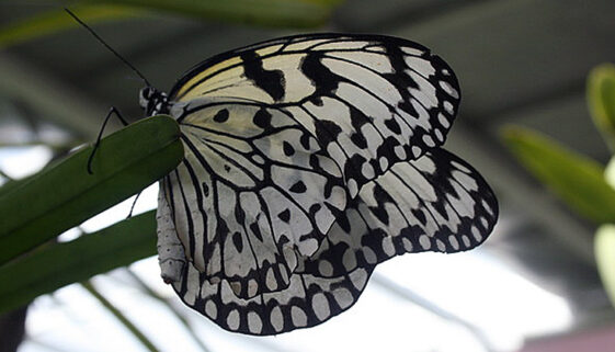 butterflyfarmgallery