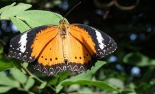 penangbutterflyfarm