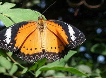 penangbutterflyfarm