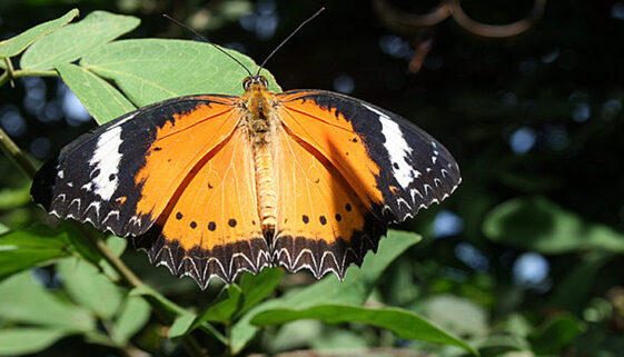 penangbutterflyfarm