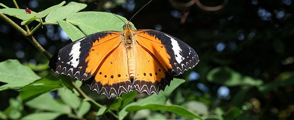 penangbutterflyfarm