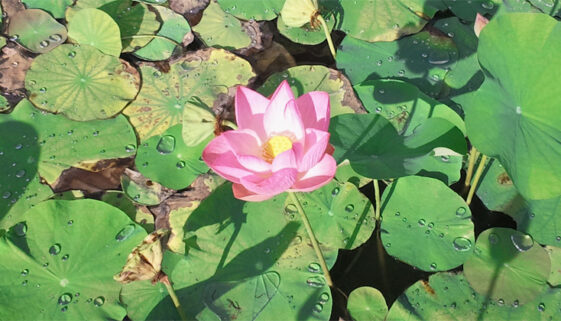 waterliliesinbotanicalgarde